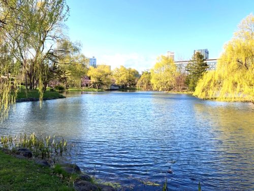 中島公園内、菖蒲池(周辺)